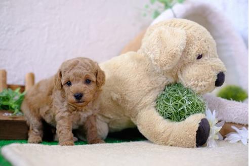 成約済の滋賀県のトイプードル-104257の2枚目