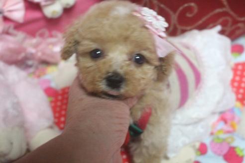 成約済の奈良県のトイプードル-103453の4枚目