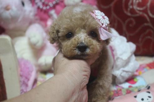 成約済の奈良県のトイプードル-103453の3枚目