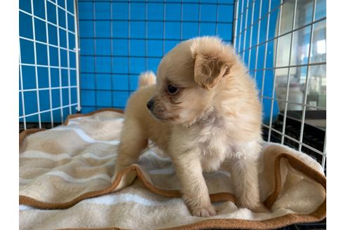 成約済の愛媛県のミックス犬-105372の3枚目
