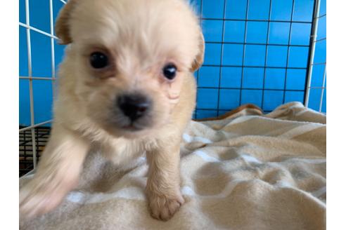 成約済の愛媛県のミックス犬-105372の2枚目