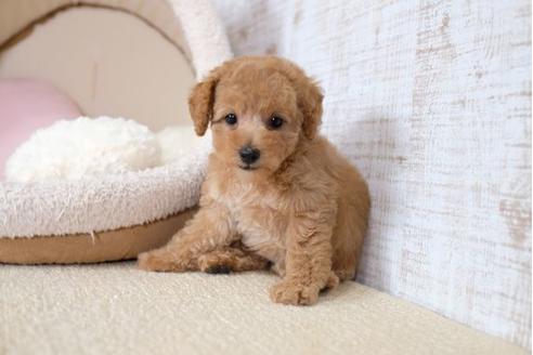 成約済の滋賀県のトイプードル-104258の1枚目