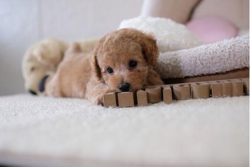 成約済の滋賀県のトイプードル-104258の5枚目