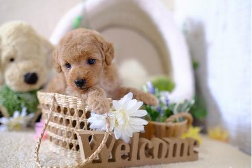 成約済の滋賀県のトイプードル-104258の3枚目