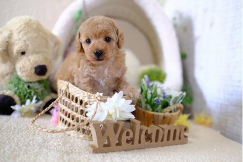 成約済の滋賀県のトイプードル-104258の2枚目