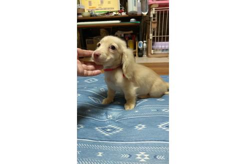 成約済の広島県のミニチュアダックスフンド(ロングヘアード)-101928の25枚目