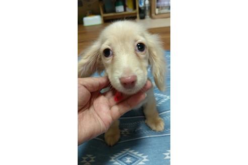 成約済の広島県のミニチュアダックスフンド(ロングヘアード)-101928の23枚目