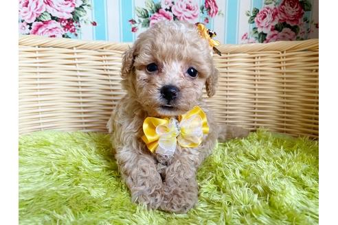 成約済の秋田県のマルプー:マルチーズ×トイプードル-103858
