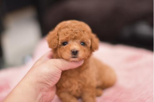 成約済の茨城県のタイニープードル-105428の4枚目
