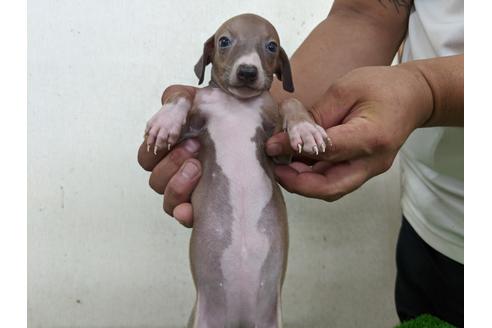成約済の愛知県のイタリアングレーハウンド(イタグレ)-105432の5枚目