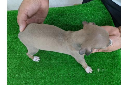 成約済の愛知県のイタリアングレーハウンド(イタグレ)-105432の6枚目