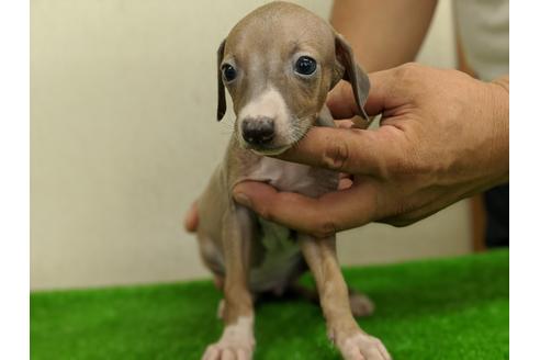 成約済の愛知県のイタリアングレーハウンド(イタグレ)-105432の1枚目