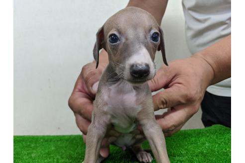 成約済の愛知県のイタリアングレーハウンド(イタグレ)-105432の2枚目