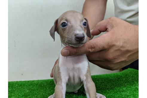 成約済の愛知県のイタリアングレーハウンド(イタグレ)-105433の6枚目