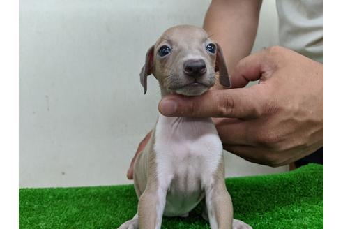 成約済の愛知県のイタリアングレーハウンド(イタグレ)-105433の1枚目