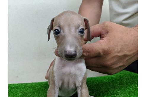 成約済の愛知県のイタリアングレーハウンド(イタグレ)-105433の4枚目