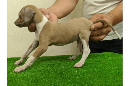 成約済の愛知県のイタリアングレーハウンド(イタグレ)-105433の2枚目