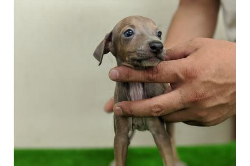 成約済の愛知県のイタリアングレーハウンド(イタグレ)-105435の3枚目