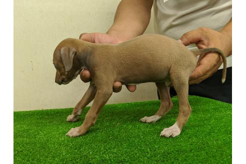 成約済の愛知県のイタリアングレーハウンド(イタグレ)-105436の5枚目