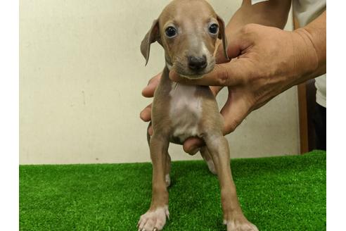 成約済の愛知県のイタリアングレーハウンド(イタグレ)-105436の3枚目