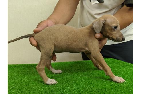 成約済の愛知県のイタリアングレーハウンド(イタグレ)-105436の4枚目