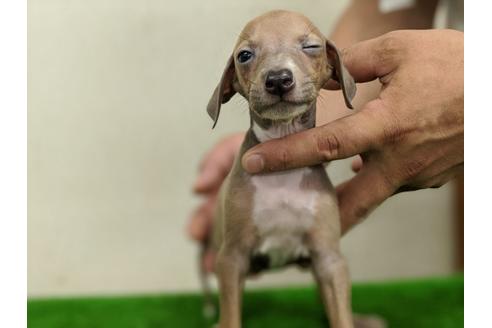 成約済の愛知県のイタリアングレーハウンド(イタグレ)-105436の1枚目