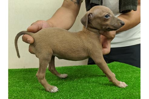 成約済の愛知県のイタリアングレーハウンド(イタグレ)-105438の8枚目