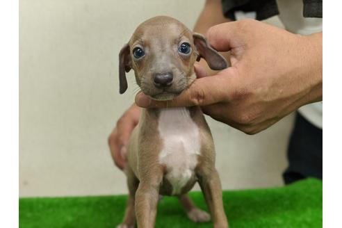 成約済の愛知県のイタリアングレーハウンド(イタグレ)-105438の1枚目