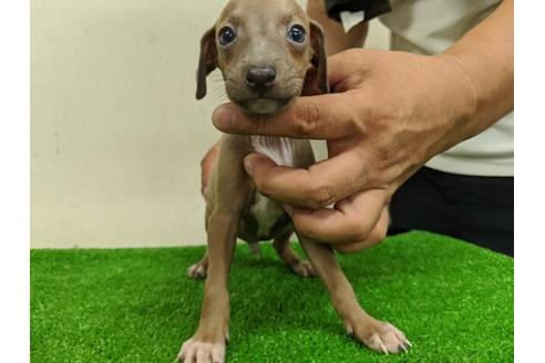 成約済の愛知県のイタリアングレーハウンド(イタグレ)-105438の6枚目