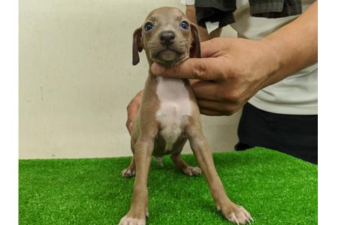 成約済の愛知県のイタリアングレーハウンド(イタグレ)-105438の4枚目