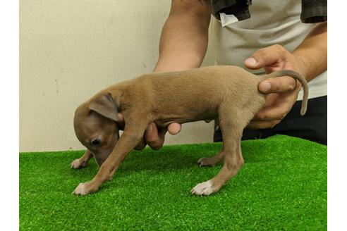 成約済の愛知県のイタリアングレーハウンド(イタグレ)-105438の2枚目