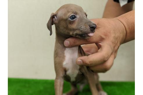 成約済の愛知県のイタリアングレーハウンド(イタグレ)-105438の3枚目