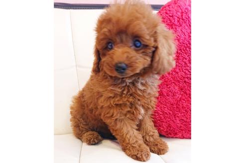 成約済の静岡県のトイプードル-105444の1枚目