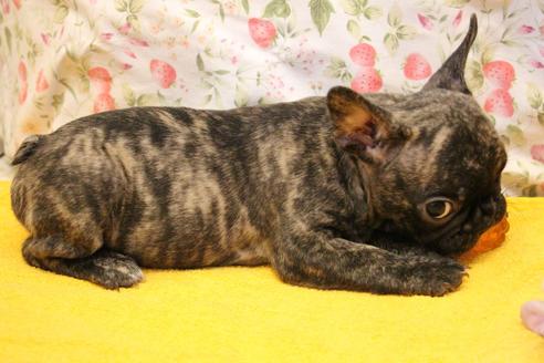 成約済の愛知県のフレンチブルドッグ-102101の3枚目