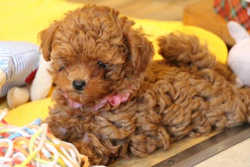 成約済の愛知県のトイプードル-101293の1枚目