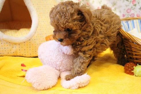 成約済の愛知県のトイプードル-101293の2枚目