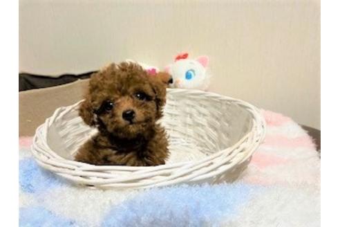 成約済の兵庫県のトイプードル-105465の1枚目
