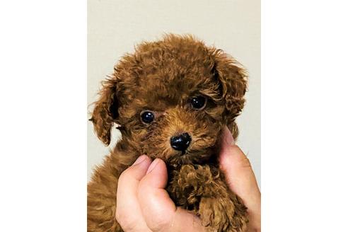 成約済の兵庫県のトイプードル-105465の3枚目