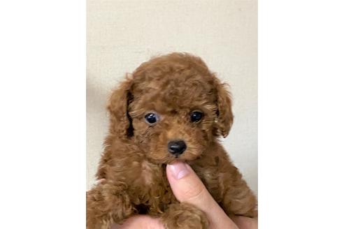 成約済の兵庫県のトイプードル-105475の2枚目