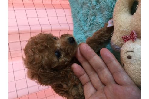 成約済の岡山県のティーカッププードル-105479の2枚目
