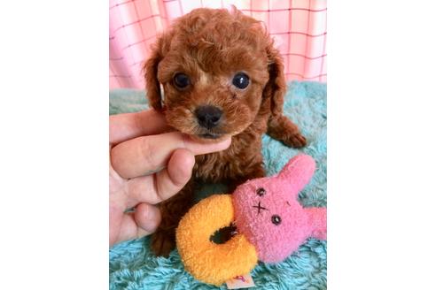 成約済の岡山県のティーカッププードル-105481の4枚目