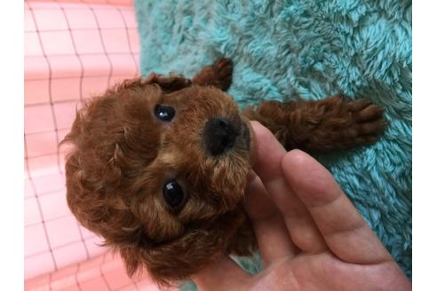 成約済の岡山県のティーカッププードル-105481の3枚目