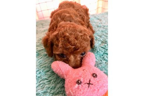 成約済の岡山県のティーカッププードル-105481の2枚目