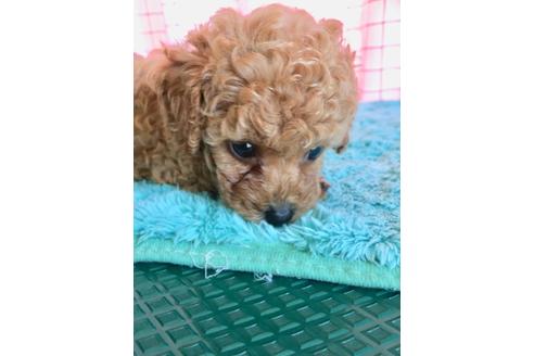 成約済の岡山県のティーカッププードル-105484の4枚目