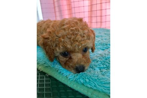 成約済の岡山県のティーカッププードル-105484の3枚目