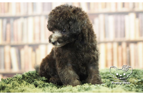 成約済の愛知県のトイプードル-105496の3枚目