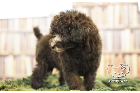 成約済の愛知県のトイプードル-105496の4枚目