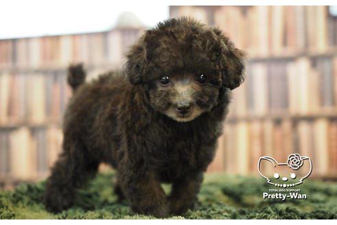 成約済の愛知県のトイプードル-105496の2枚目