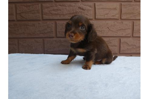 成約済の埼玉県のカニンヘンダックスフンド(ロングヘアード)-105515の1枚目