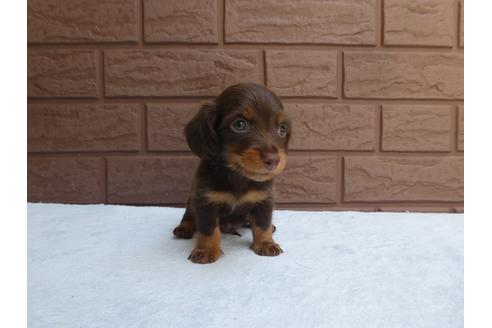 成約済の埼玉県のカニンヘンダックスフンド(ロングヘアード)-105515の3枚目